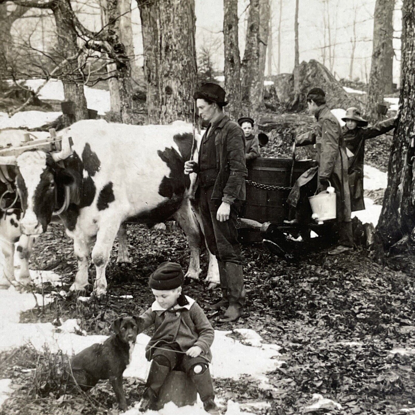 Antique 1920 Maple Syrup Sugar Bush In Vermont USA Stereoview Photo Card P1511