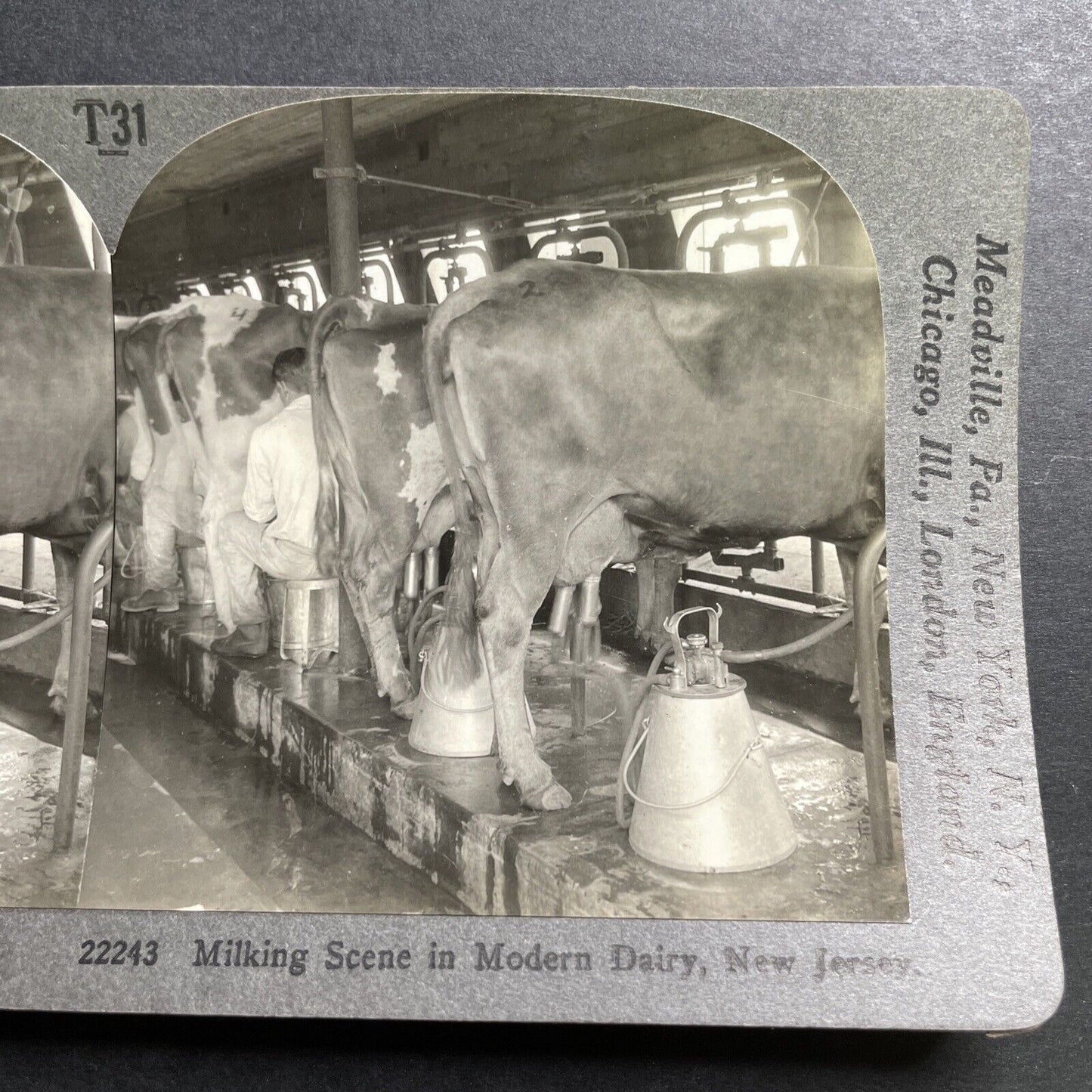 Antique 1920s Dairy Milk Farm Plainsboro New Jersey Stereoview Photo Card P1441