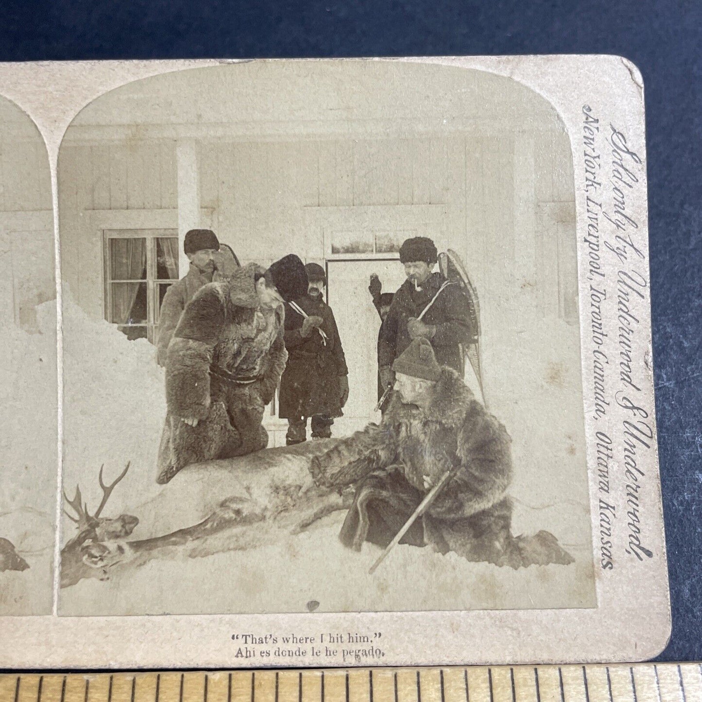 Antique 1894 Hunters Kill A Woodland Caribou In Idaho Stereoview Photo Card 4674