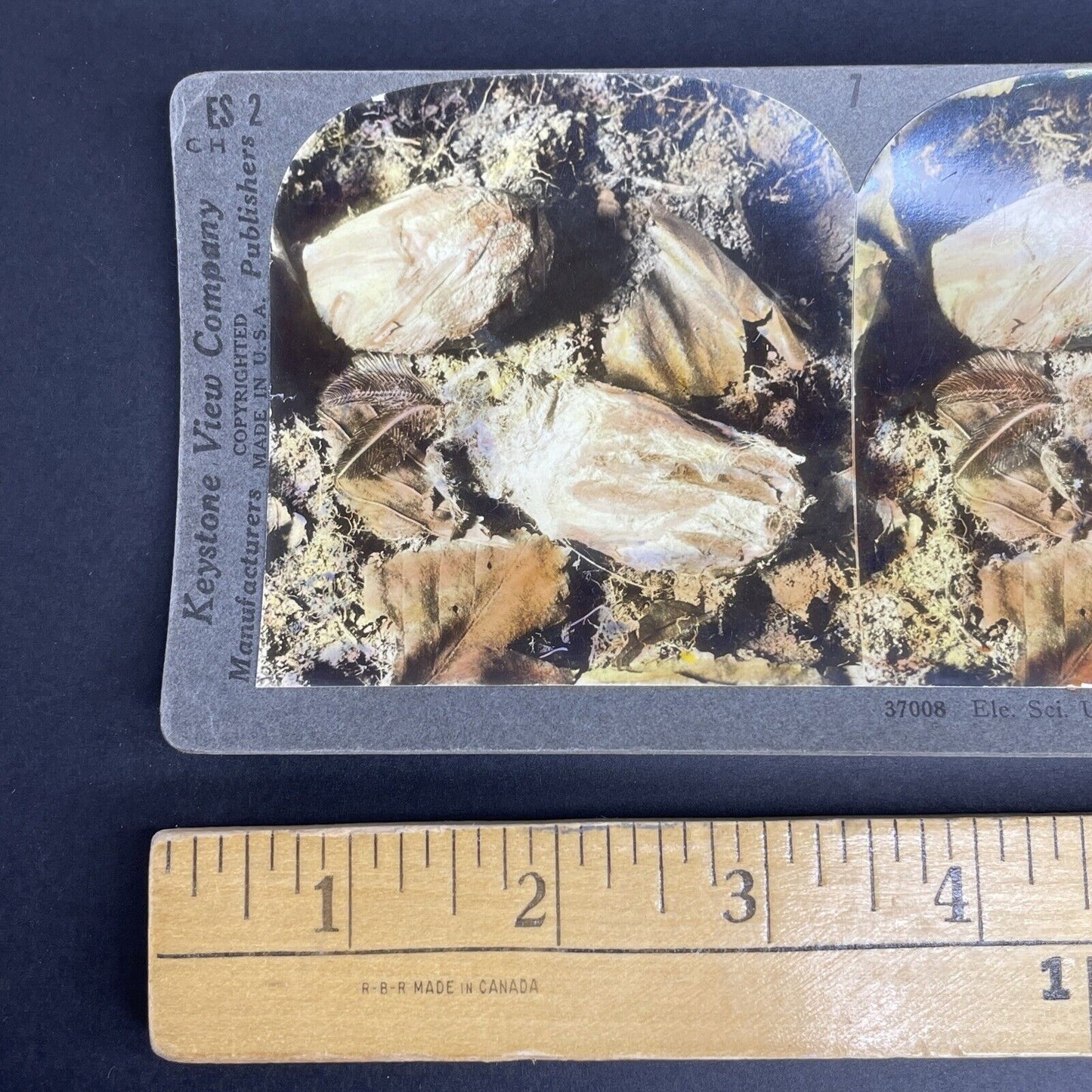 Antique 1908 A Moth Emerging From A Cocoon Stereoview Photo Card PC783