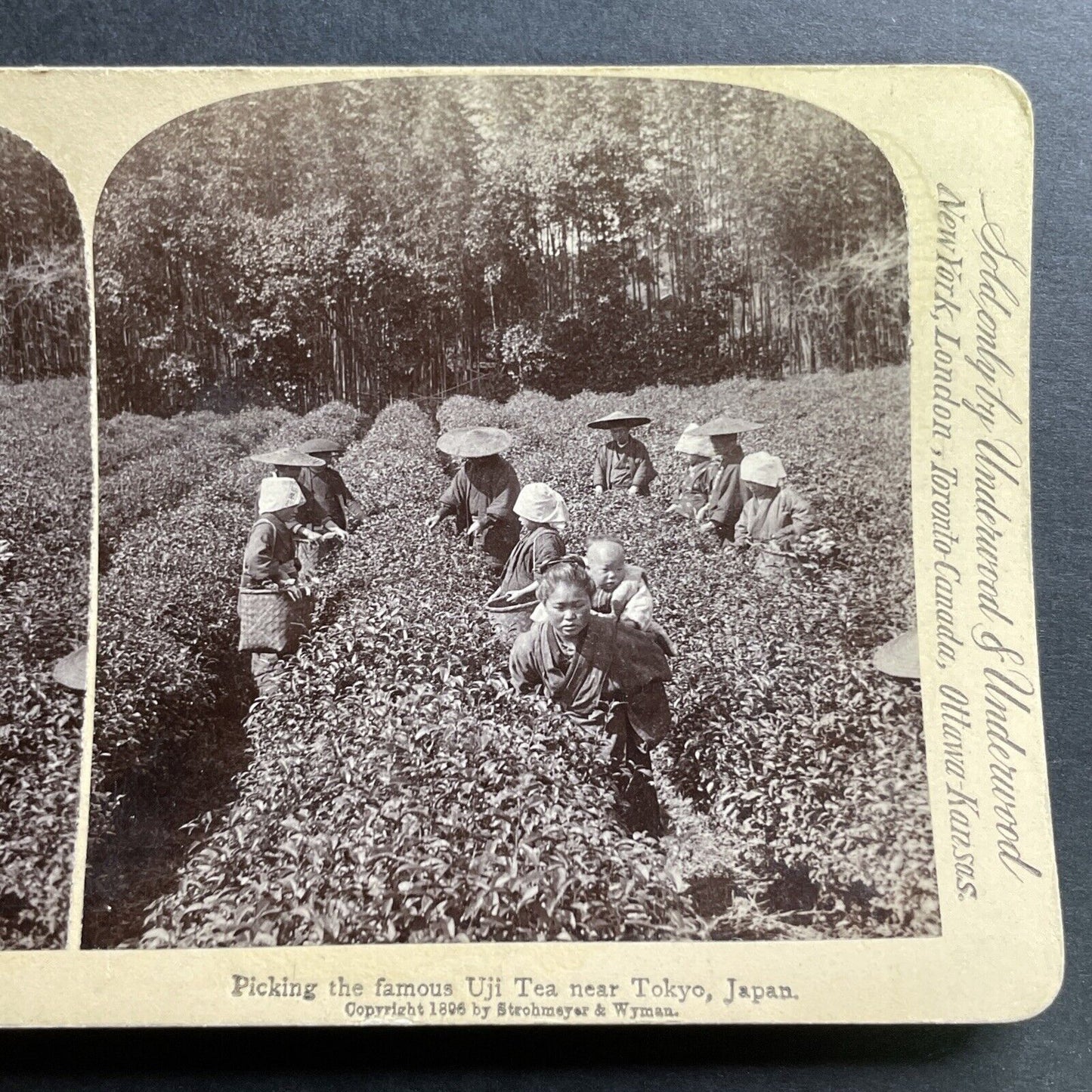 Antique 1896 Women And Children Pick Tea Tokyo Japan Stereoview Photo Card P1500
