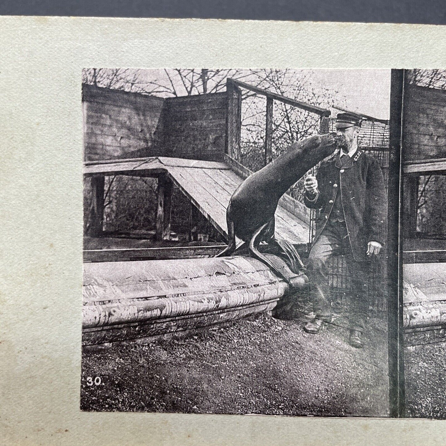 Antique 1880s Circus Tamer & Sea Lion At London Zoo Stereoview Photo Card P1681