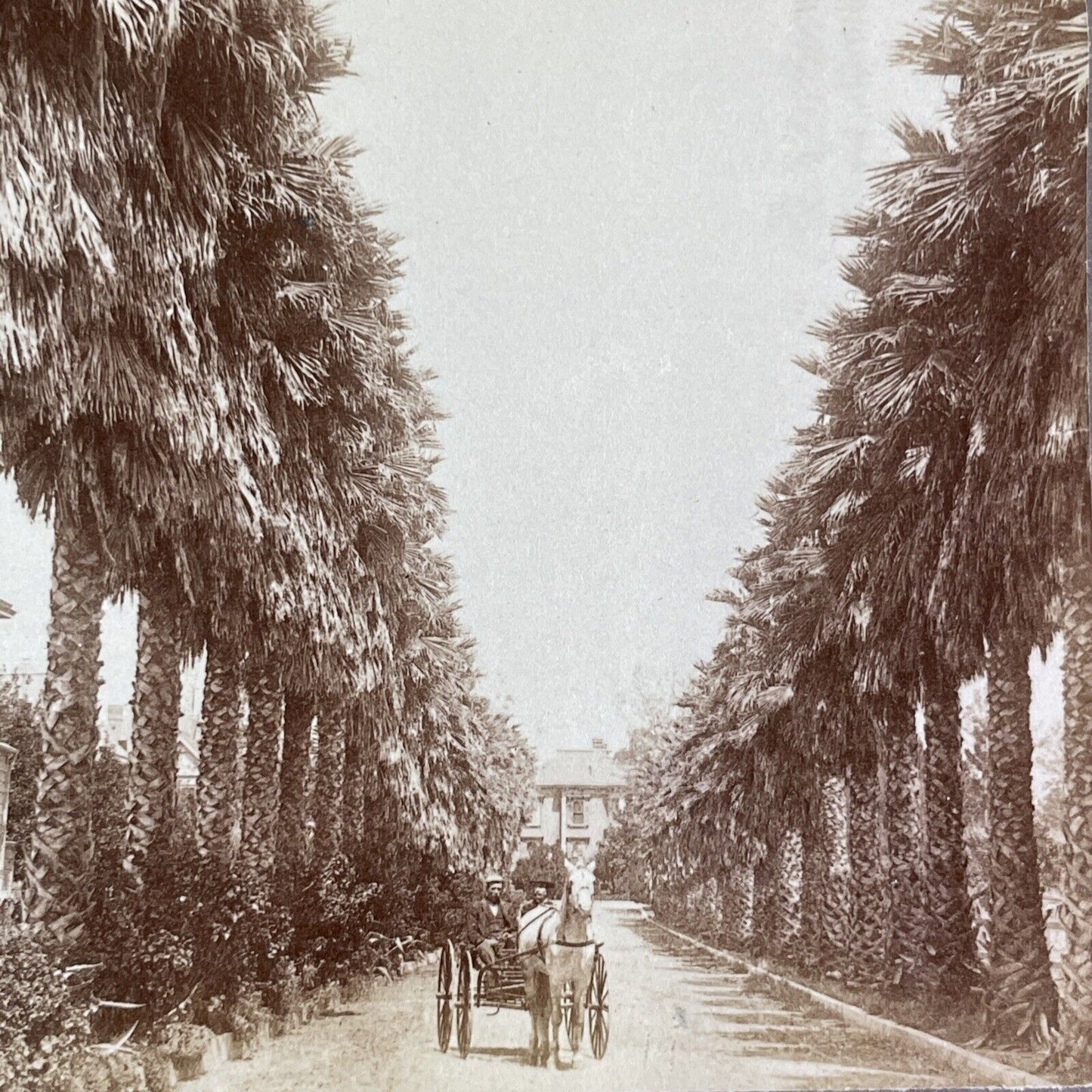 Adams Blvd Los Angeles California Stereoview Strohmeyer Antique c1898 Y1154