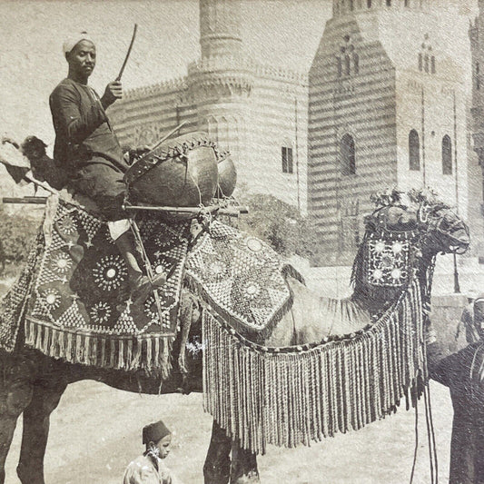 Antique 1898 Man Plays Drums On A Camal In Cairo Stereoview Photo Card P4191