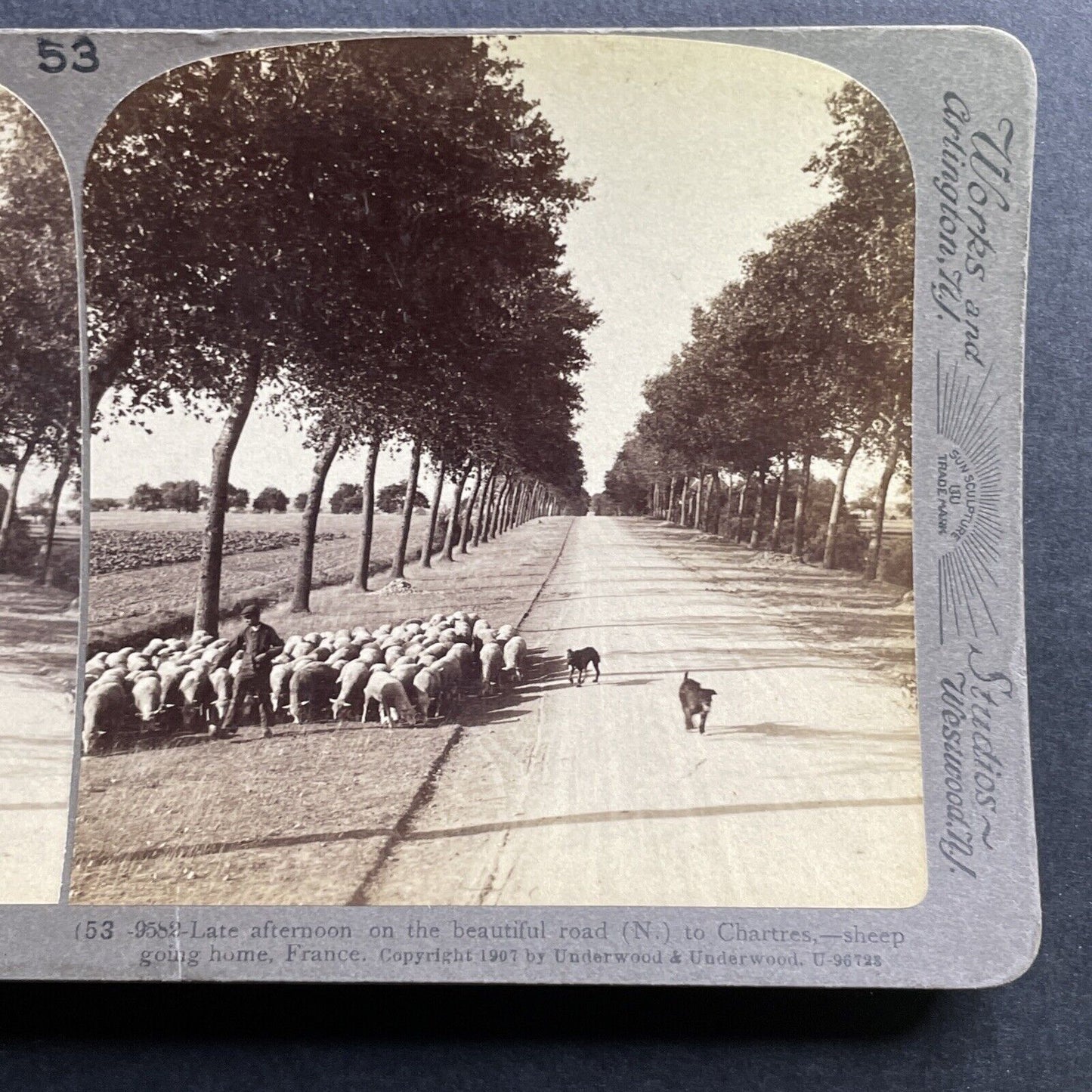 Antique 1907 Herding Sheep In Chartres France Stereoview Photo Card P1762