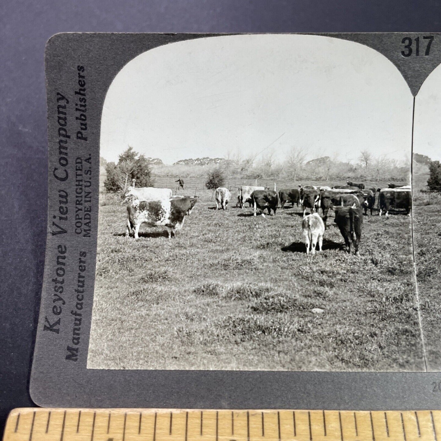 Antique 1910s Herd Of Cows Cattle La Plata Argentina Stereoview Photo Card P3728