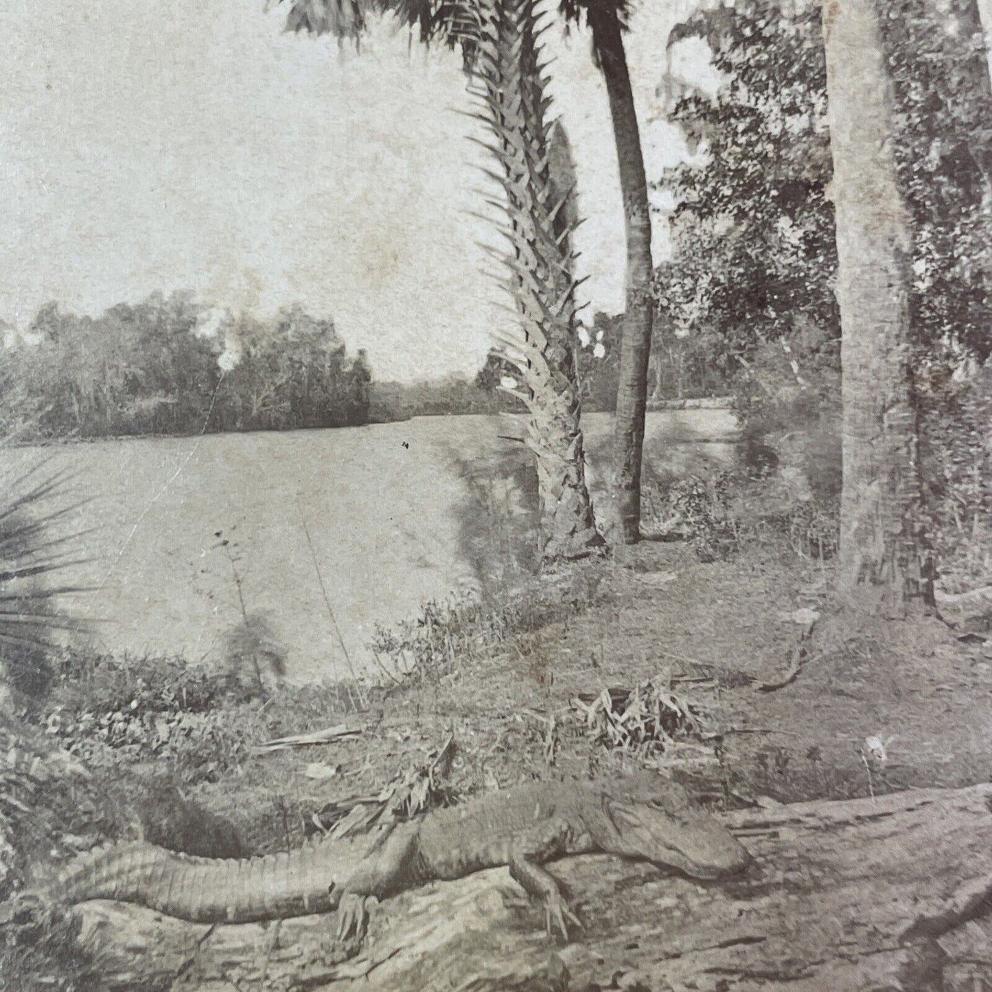 Alligator Sunning Himself St. Johns River Florida Stereoview Antique c1885 Y090