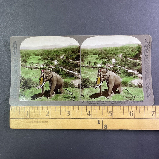 Man Standing On Elephant Tusk Stereoview Sri Lanka Antique c1902 X2707