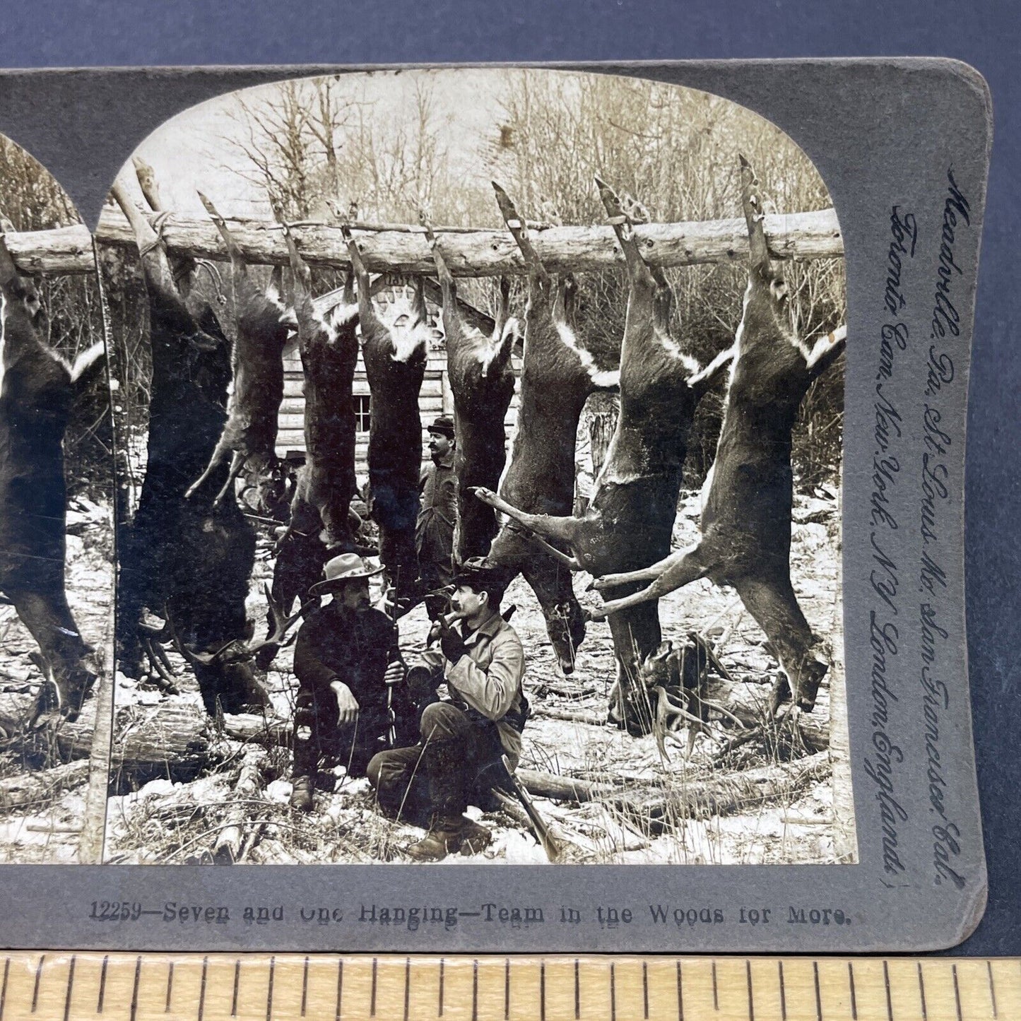 Antique 1903 Deer And Moose Hunting In Maine Stereoview Photo Card P2667