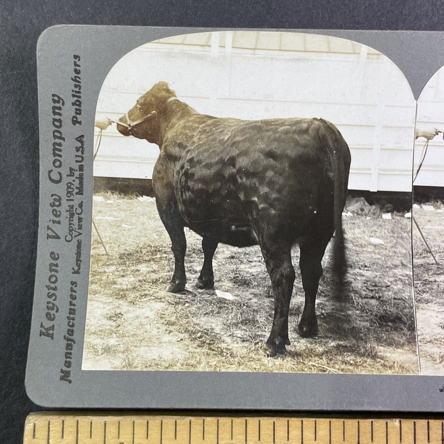 Champion Galloway Cow Stereoview Cecily of Maple Grove Antique c1909 Y2744