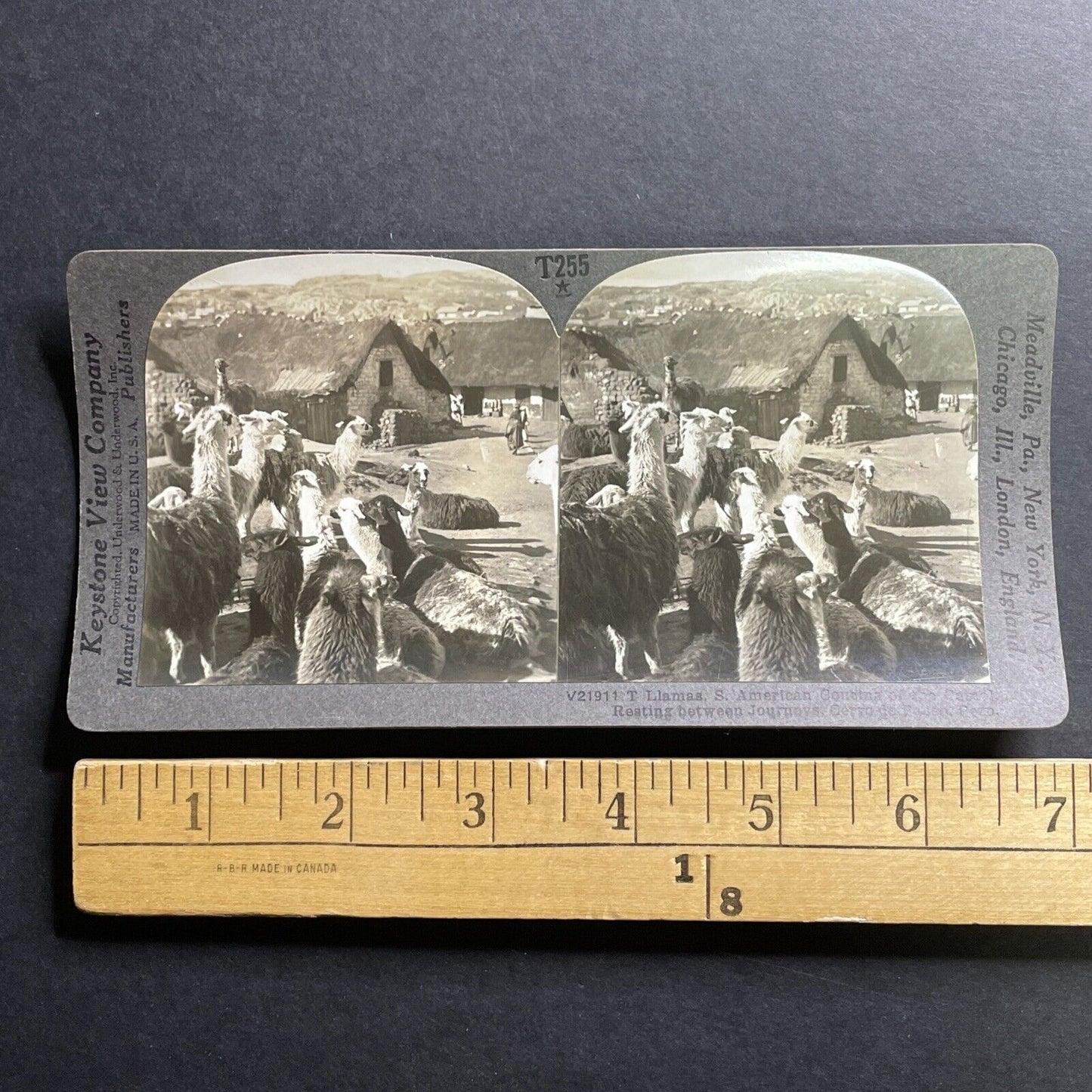 Antique 1918 Llamas In Cerro De Pasco Peru Stereoview Photo Card P1479