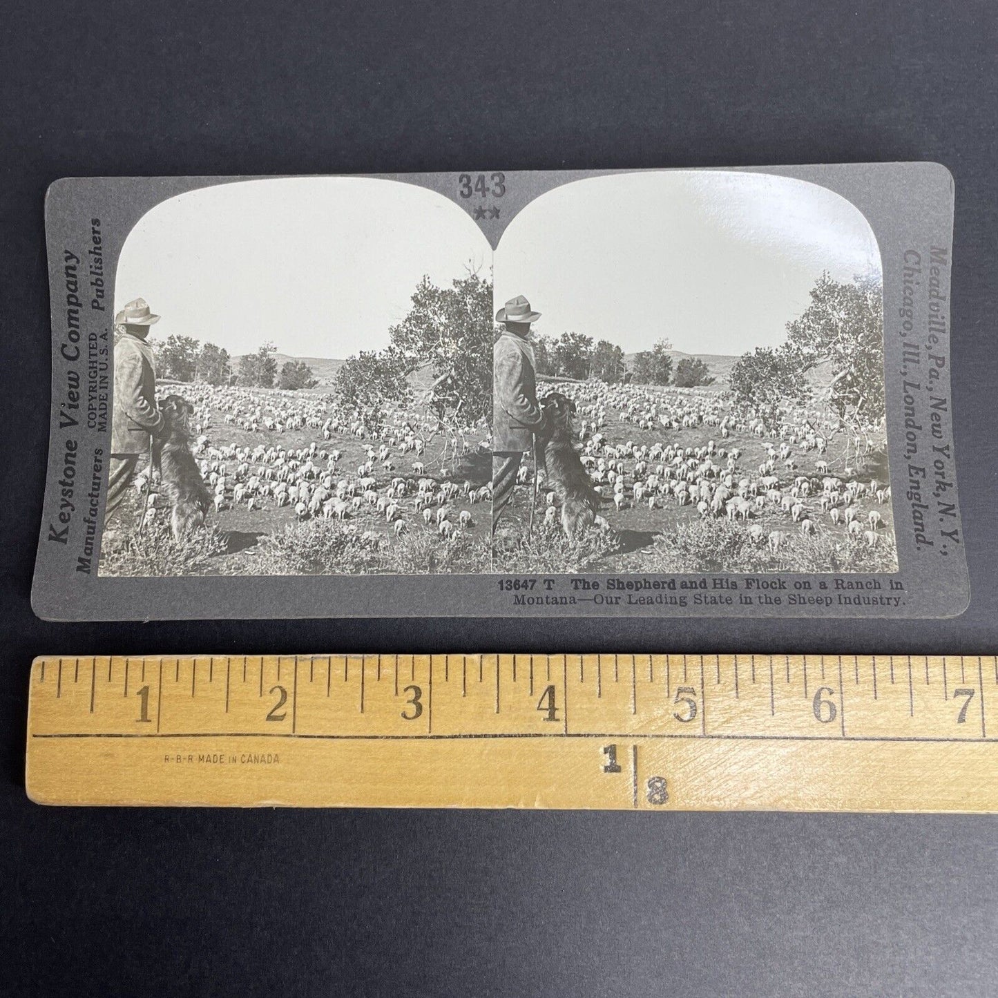 Antique 1908 Sheep Farm In Montana Farmer Farming Stereoview Photo Card PC802