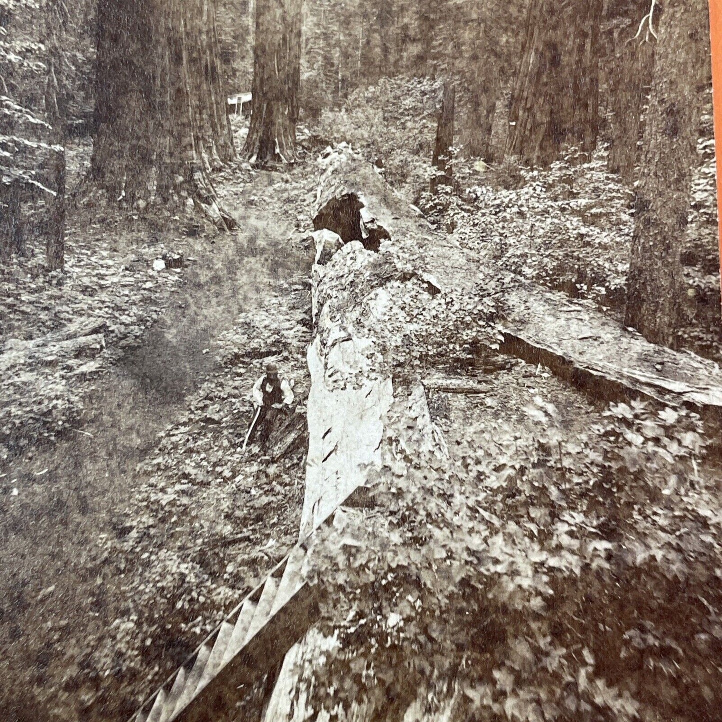 Father of the Forest Tree in Arnold California Stereoview C.L. Pond c1870 Y2545