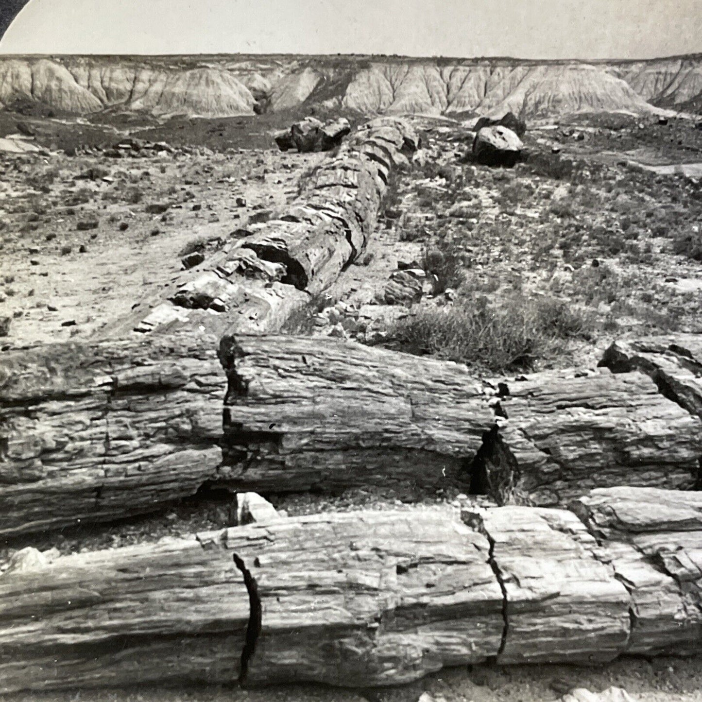 Antique 1920s Petrified Rock Trees Arizona Desert Stereoview Photo Card V2813