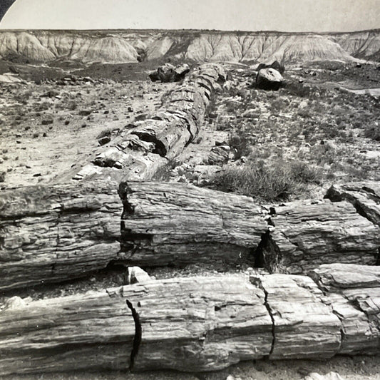 Antique 1920s Petrified Rock Trees Arizona Desert Stereoview Photo Card V2813