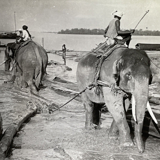 Antique 1918 Elephants Used For Logging Mawlamyine Stereoview Photo Card P1467