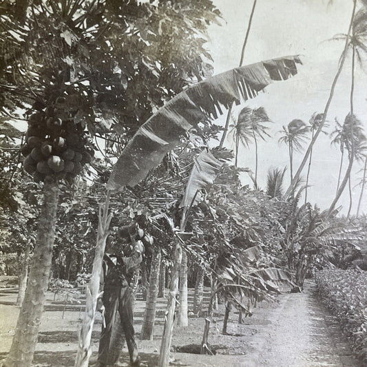 Antique 1901 Papaya Trees Honolulu Hawaii Stereoview Photo Card P2127