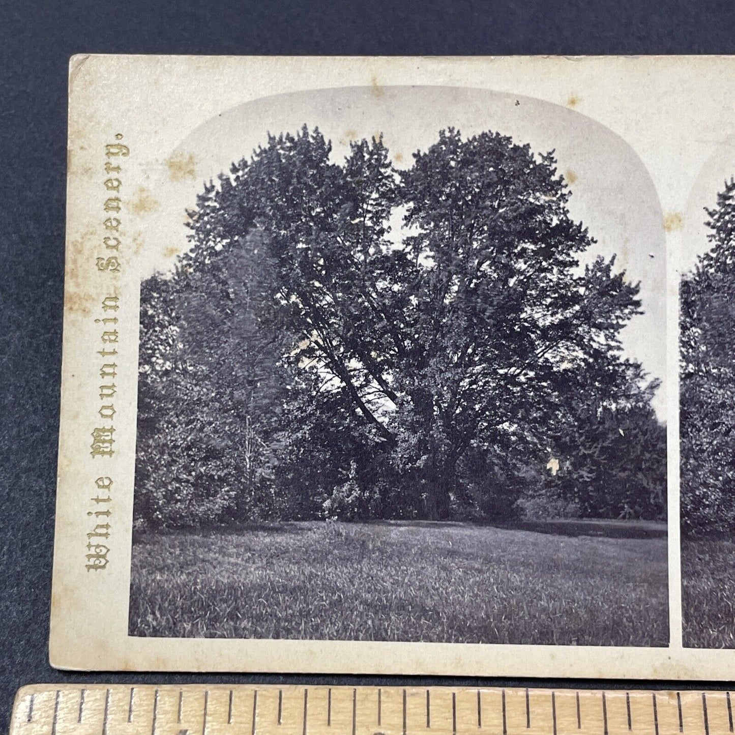 Antique 1870s Huge Elm Tree North Conway NH Stereoview Photo Card V2110