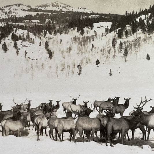 Antique 1918 Herd Of Elk In Yellowstone Wyoming Stereoview Photo Card P1488