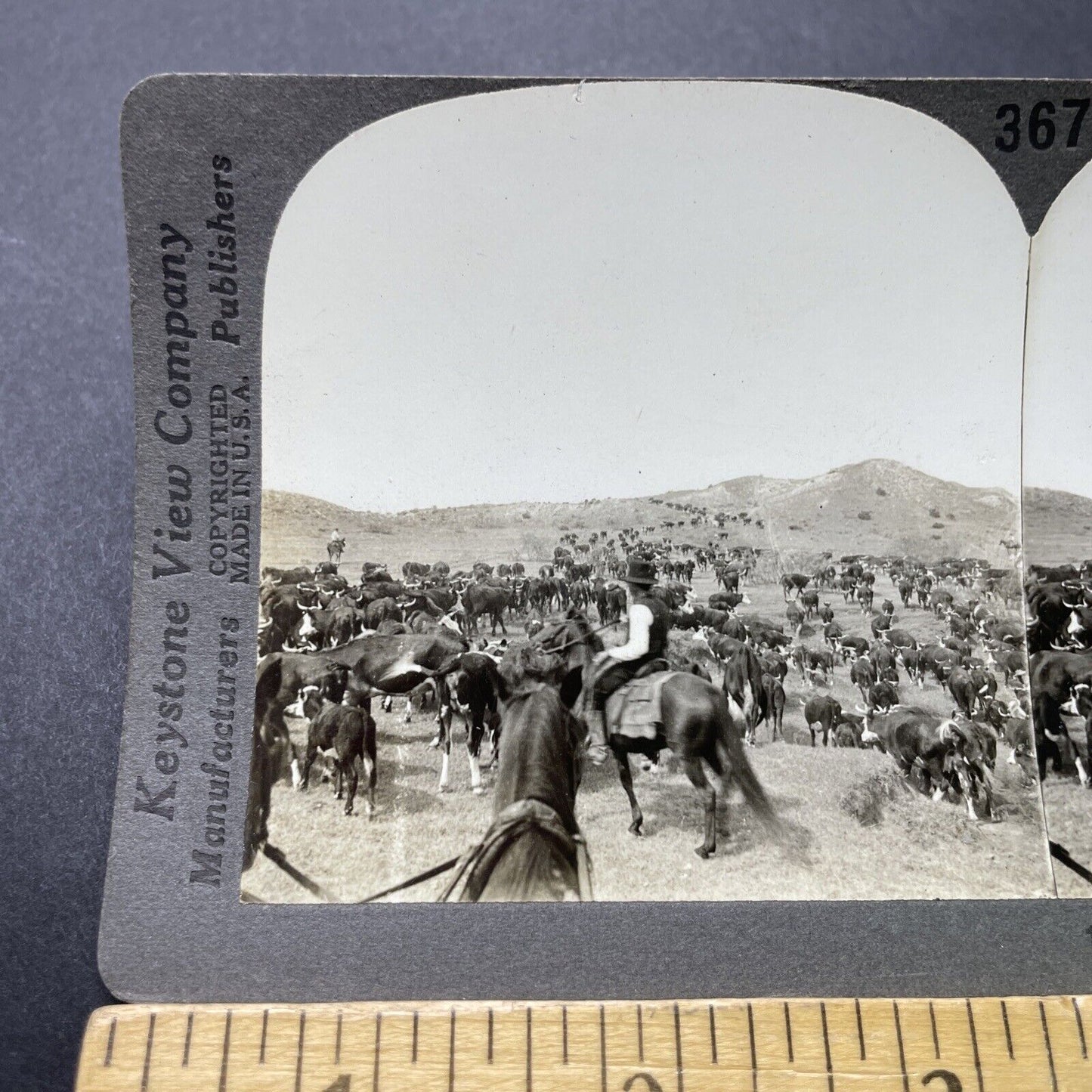 Antique 1910s Texas Cowboys Round-Up Cattle Stereoview Photo Card P3181