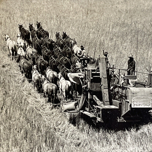 Antique 1909 Horse Drawn Combine Farm Harvest Stereoview Photo Card P4343