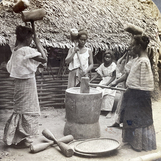 Antique 1906 Luzon Tribal Women Thresh Rice Stereoview Photo Card P5513