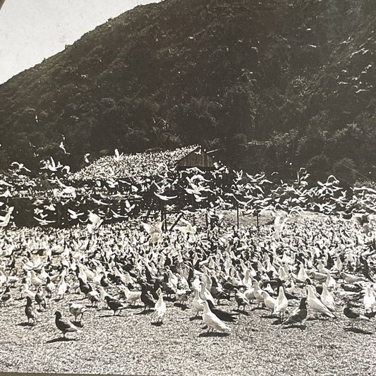 Antique 1905 Flock Of Pigeons Los Angeles California Stereoview Photo Card P1276