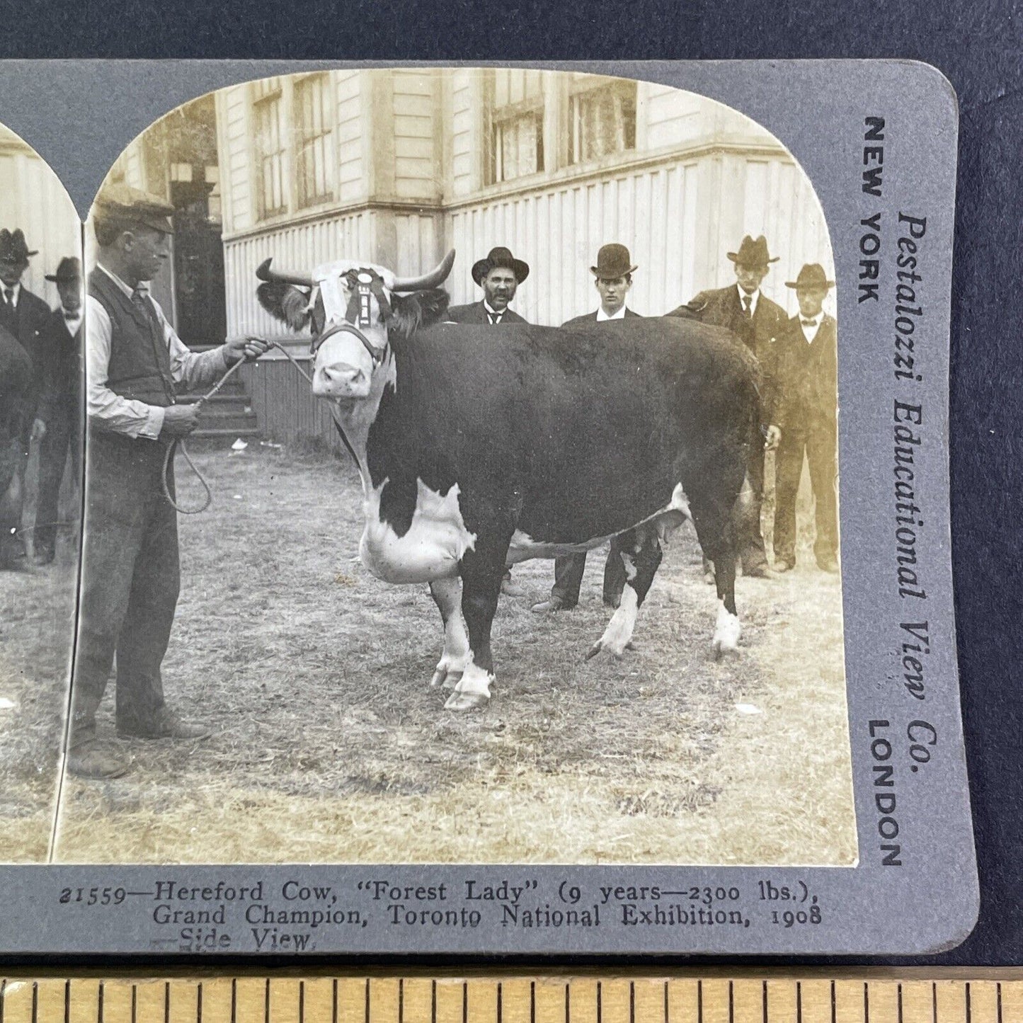 Champion Hereford Cow Toronto Exhibition Stereoview Forest Lady c1909 Y2748