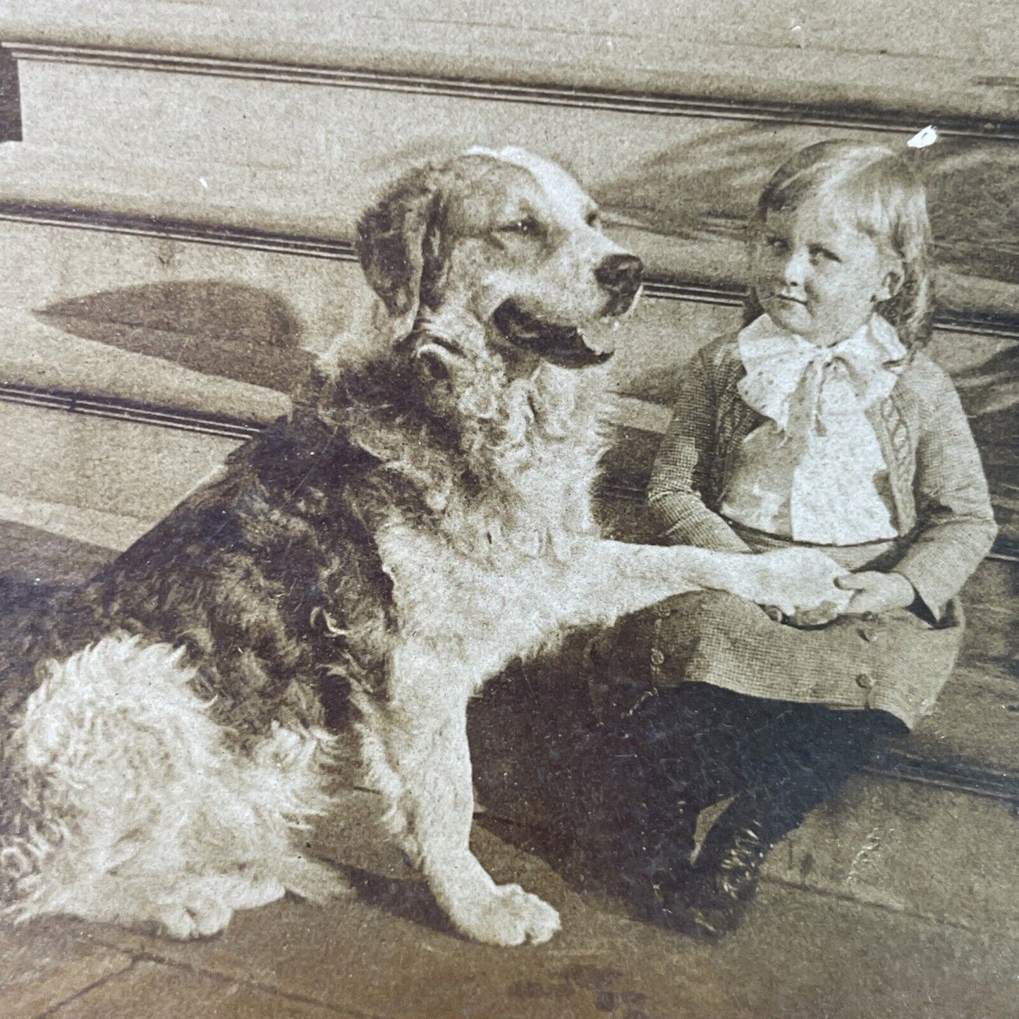 Antique 1890s Scotch Collie English Shepherd Mix Dog Stereoview Photo Card P3359