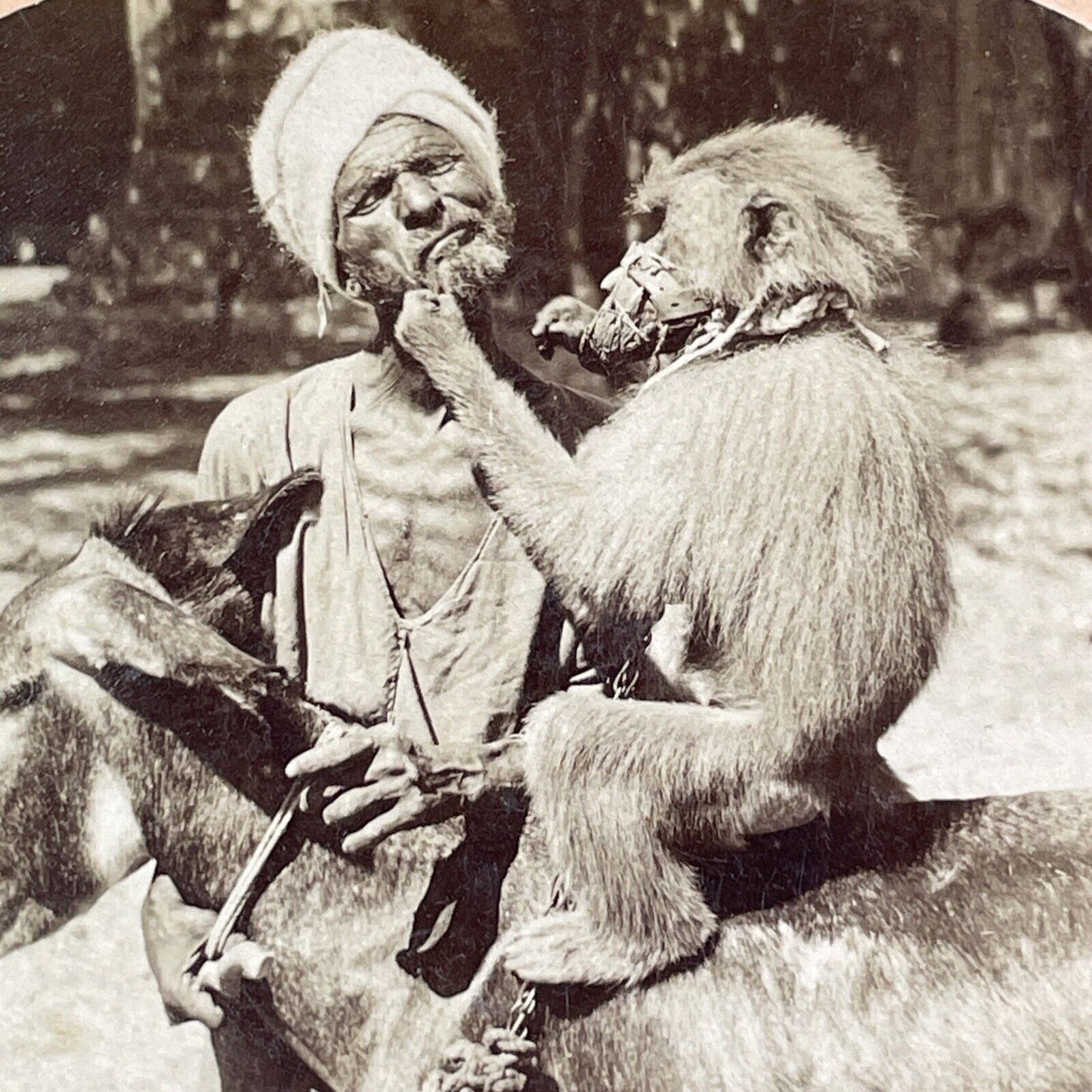 Muzzled Monkey Grabs Old Man's Beard Stereoview India Antique c1898 X2471