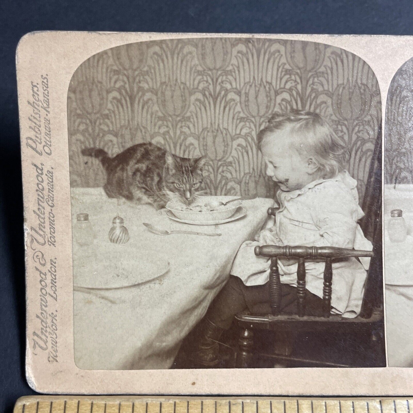 Antique 1902 Cats Steals Food & Baby Cries Stereoview Photo Card P4756