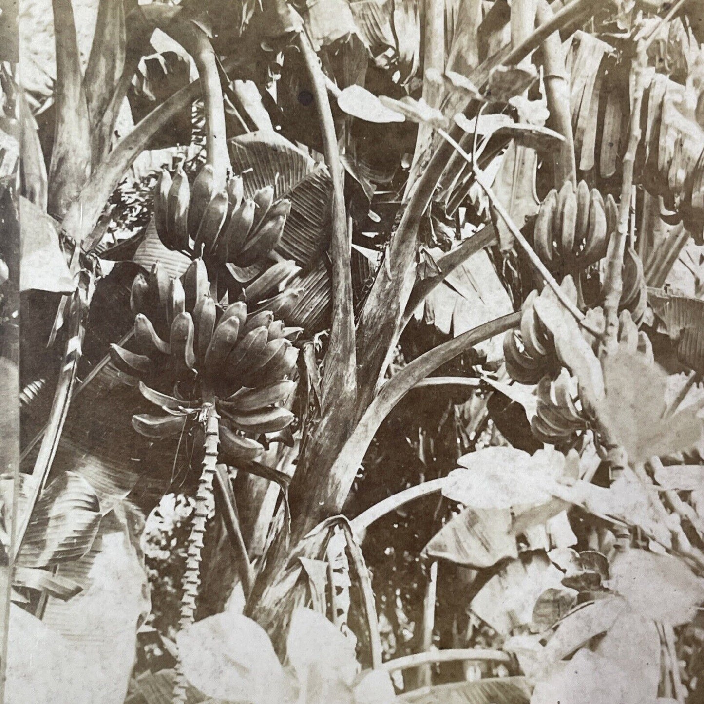 Banana Trees in Savannah Georgia Stereoview O. Havens Antique c1878 Y1761