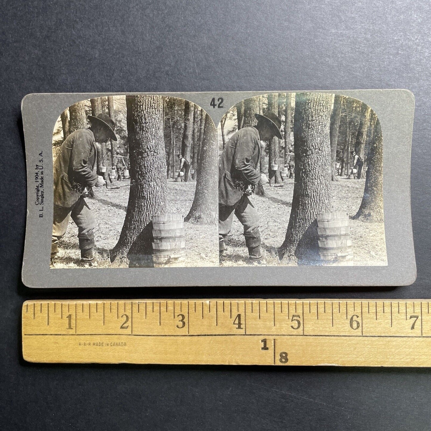 Antique 1904 Maple Syrup Tapping Trees Vermont USA Stereoview Photo Card P1535