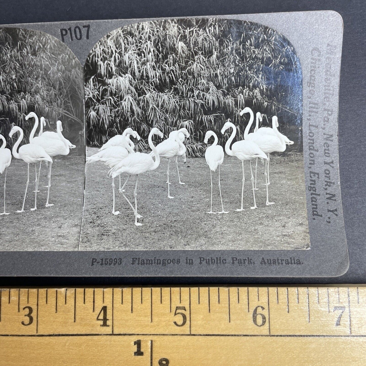 Antique 1908 Flamingoes Flamingos In Australia Stereoview Photo Card PC795