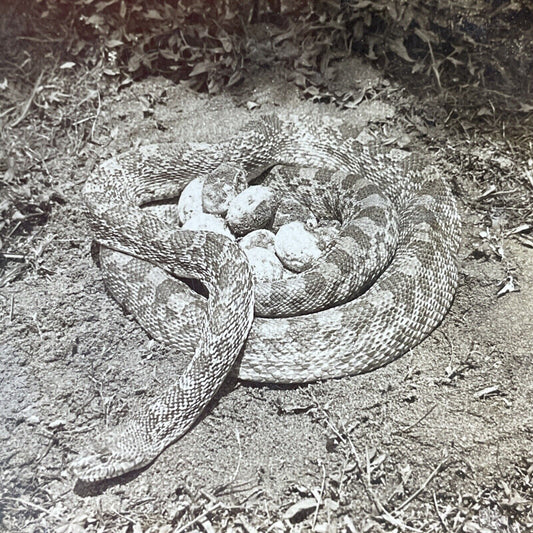 Antique 1906 Pine Snake Protecting Her Eggs Stereoview Photo Card V3309