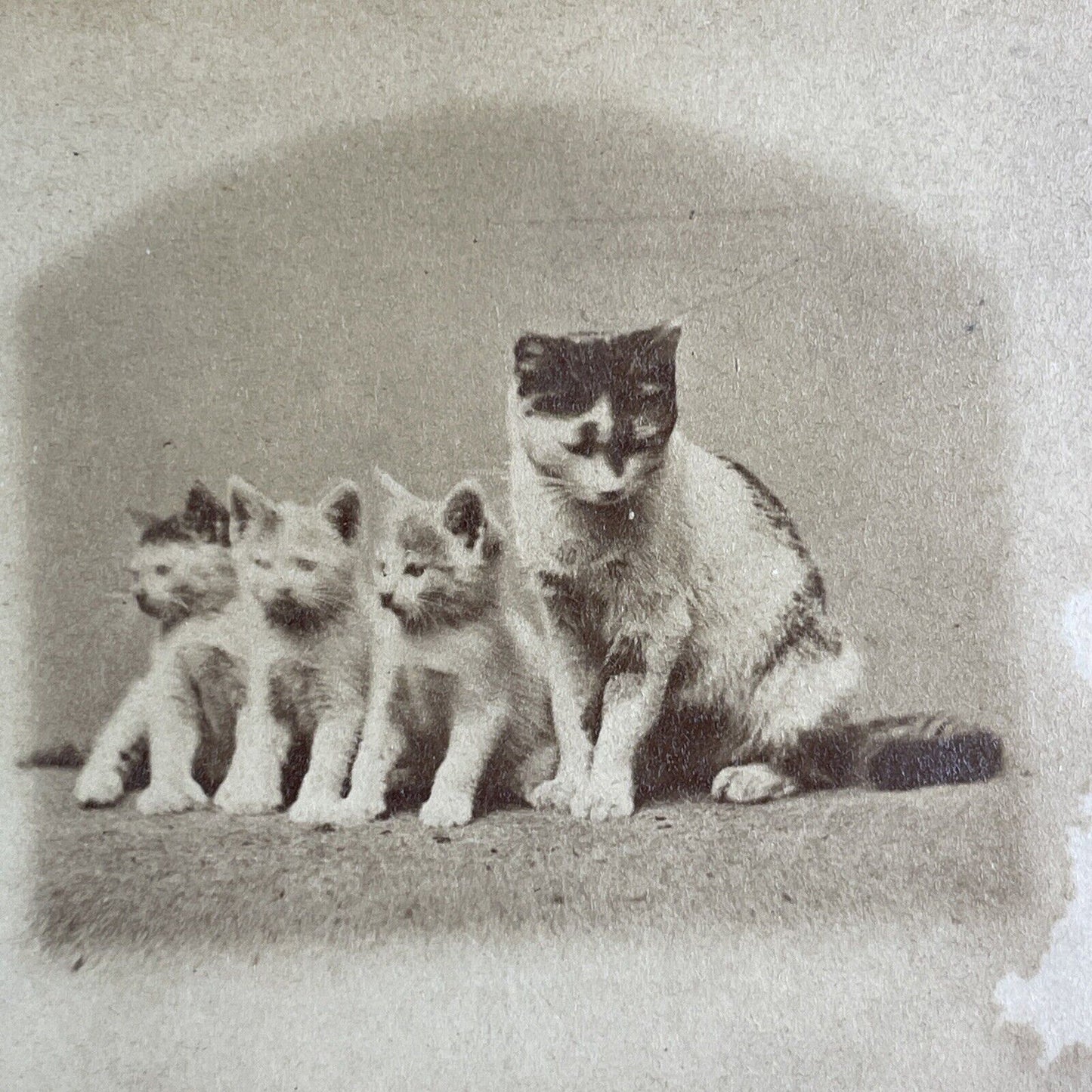 JP Soule's Singing Kitten Cat Choir Stereoview John P. Soule Antique c1871 X3867