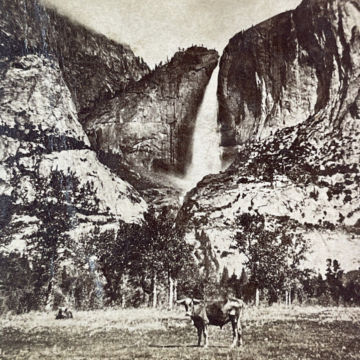 Cattle Grazing Yosemite Valley CA Stereoview J.J. Reilly Antique c1875 X3624