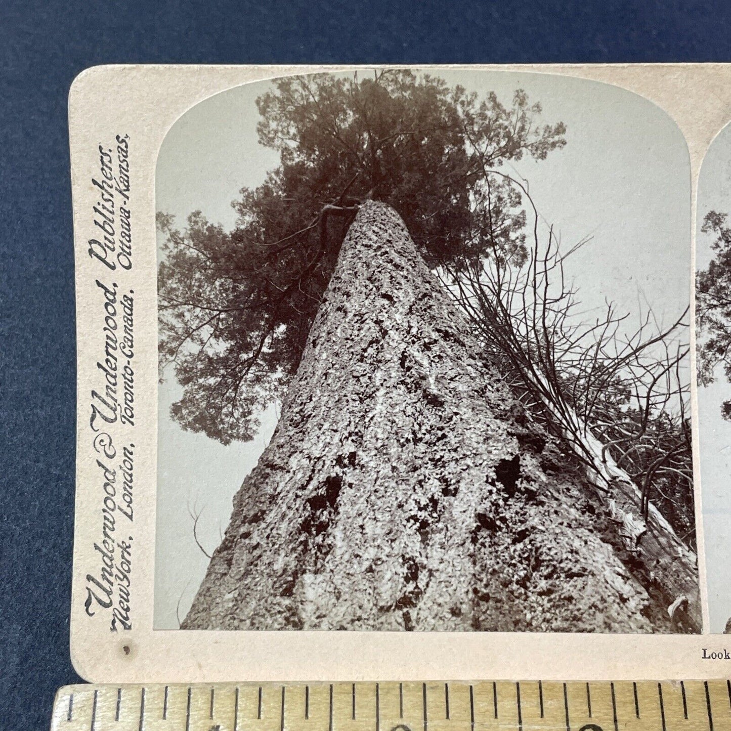 Antique 1900 Giant Pine Tree Stanley Park BC Canada Stereoview Photo Card V3208