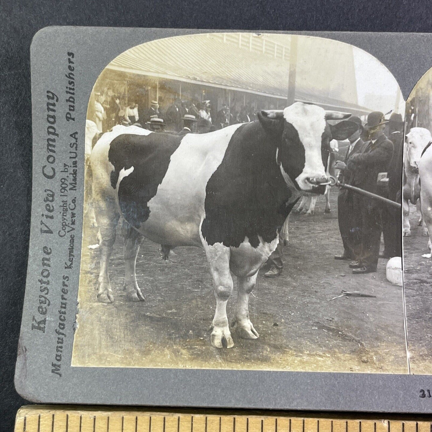 Champion Holstein Bull Toronto Stereoview Colantha Johannes Lad c1909 Y2737