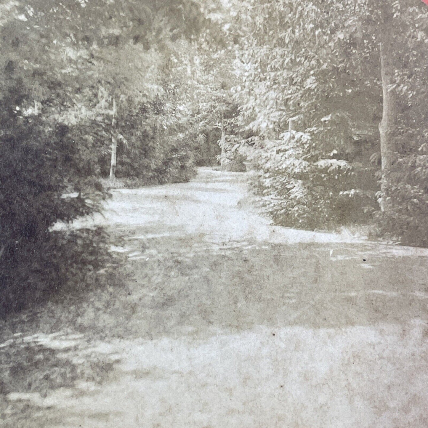 White Plains New York Stereoview Cranberry Lake WP Maynard Antique c1863 X1570