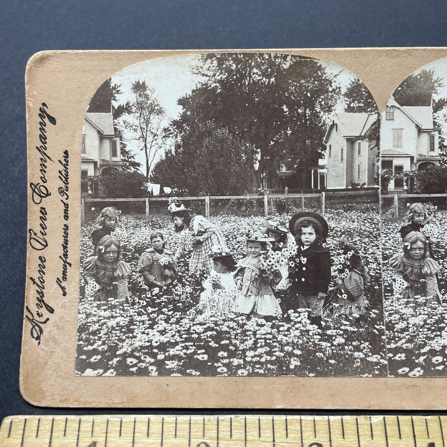 Antique 1899 Children In Daisy Field Picking Daisies Stereoview Photo Card P2590