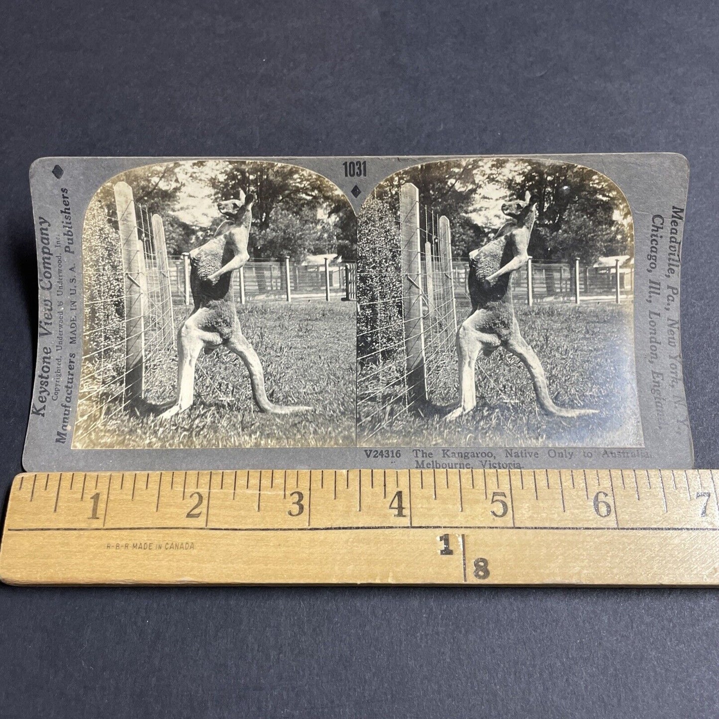 Antique 1920s Kangaroo Stands Up And Flexes Muscles Stereoview Photo Card P4915