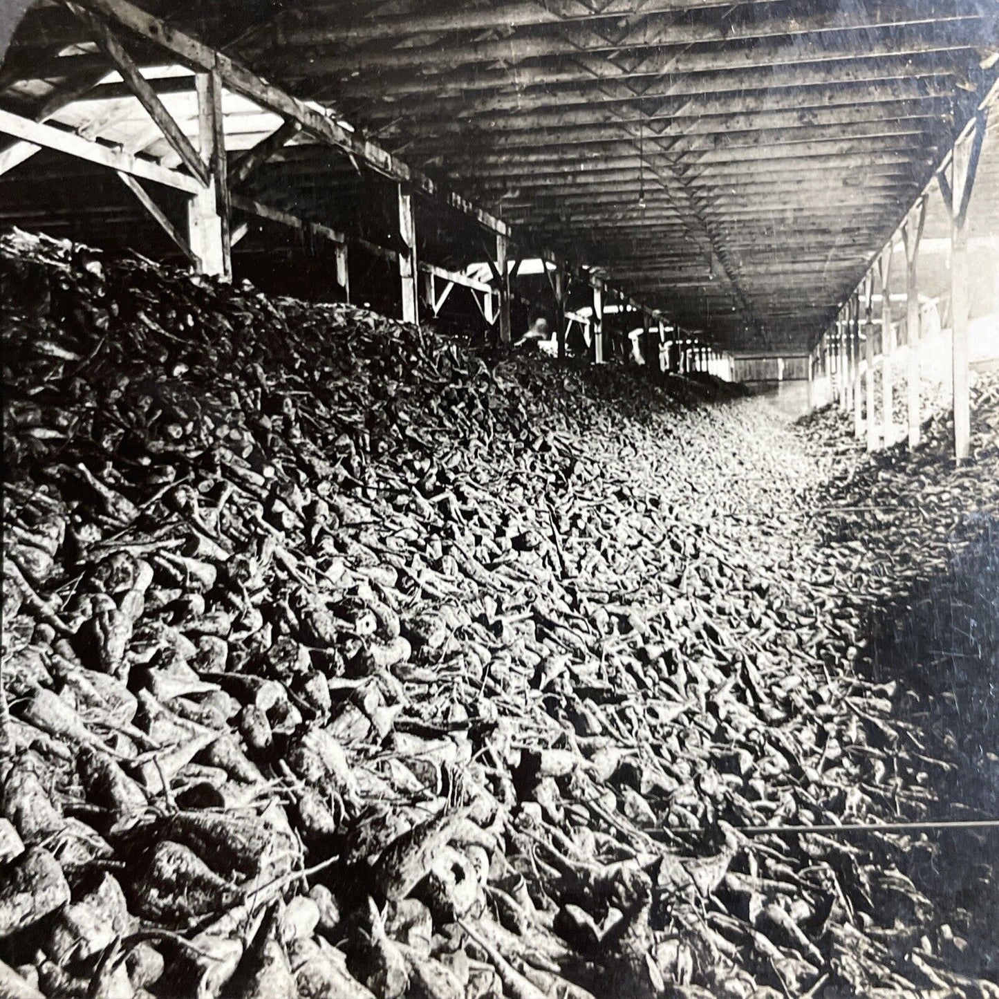 Antique 1910 Sugarbeet Warehouse Montreal Quebec Stereoview Photo Card P3662