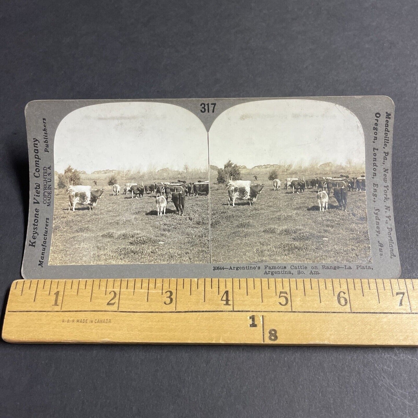 Antique 1910s Cattle Farm In Argentina Stereoview Photo Card P3666