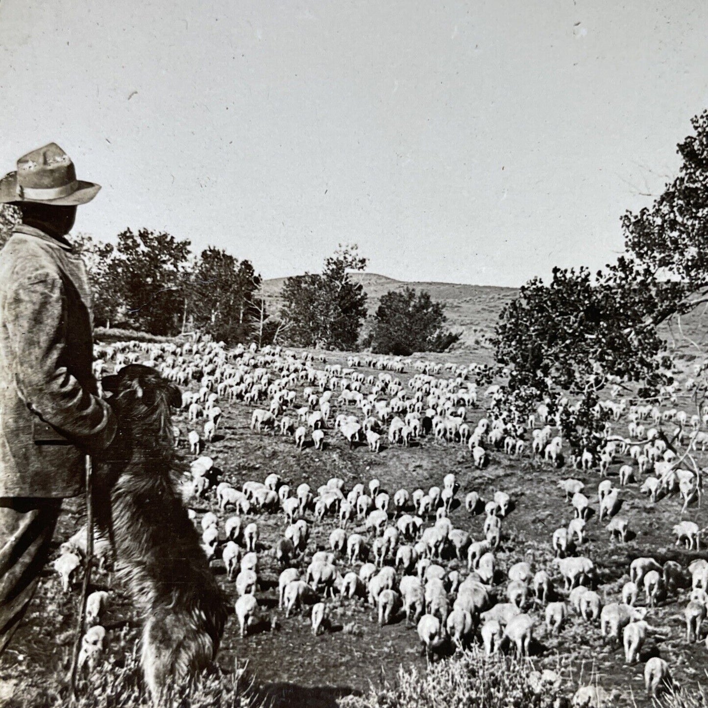 Antique 1910s Sheep Rancher In Montana With Herd Stereoview Photo Card P3185