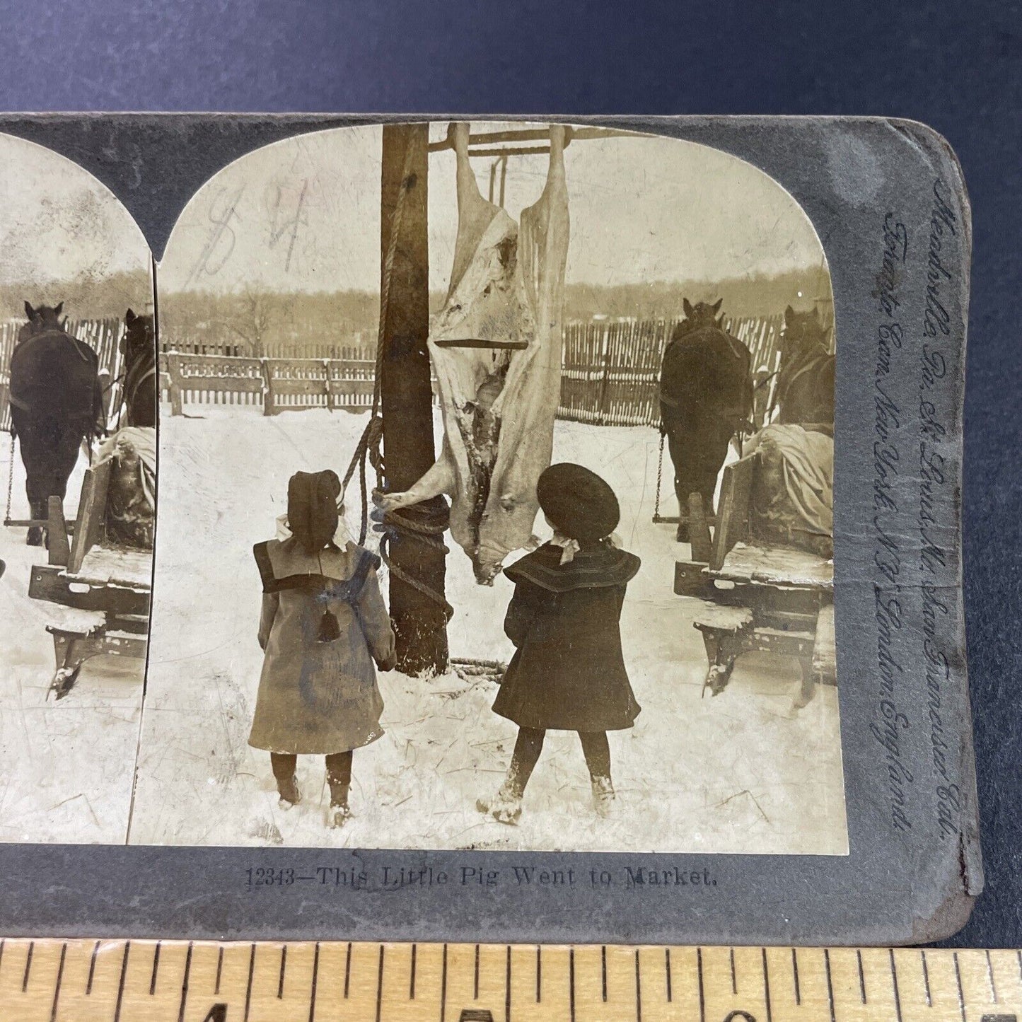 Antique 1903 Children Clean A Pig On A Farm Stereoview Photo Card P3984