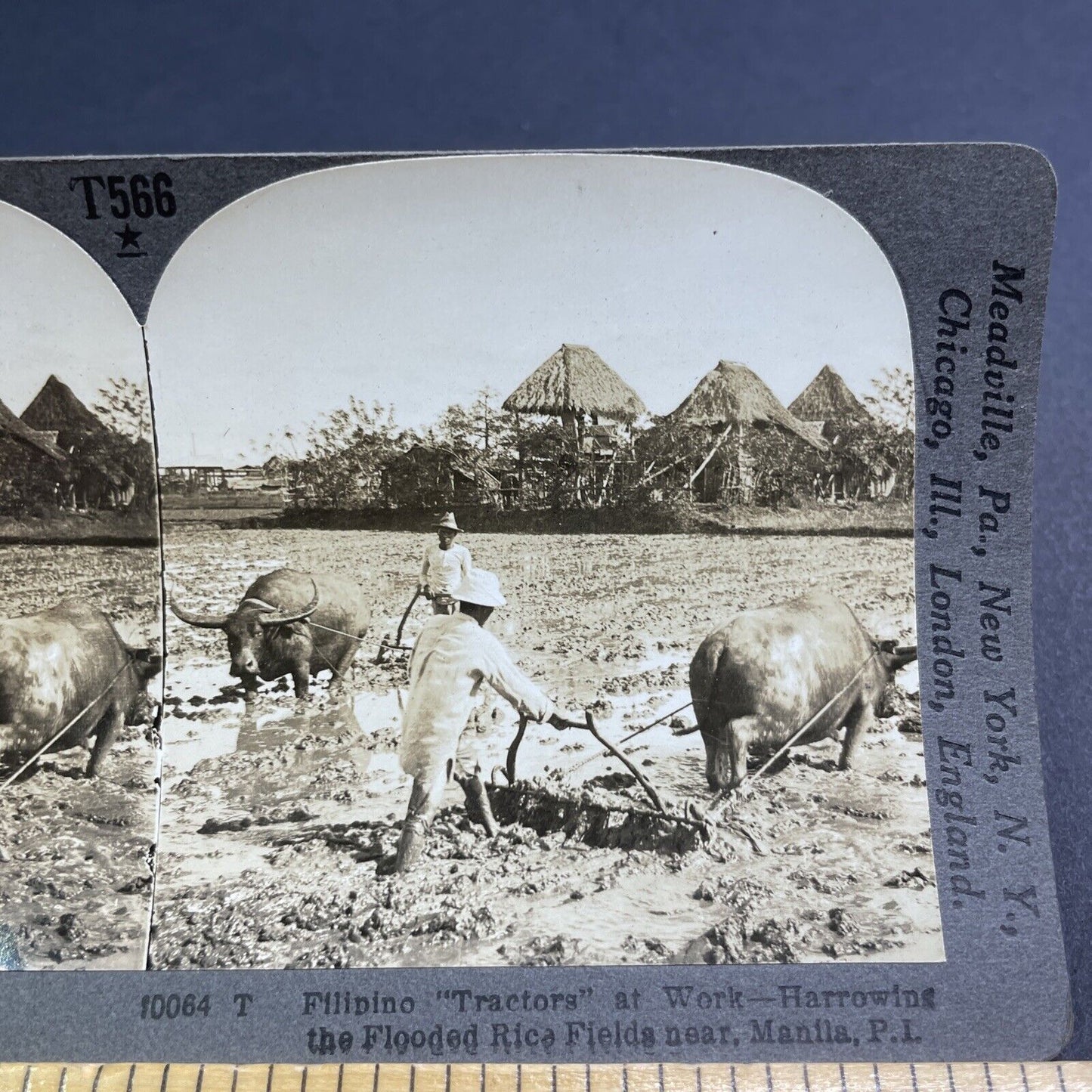 Antique 1918 Plowing With Buffalo Manila Philippines Stereoview Photo Card P1903