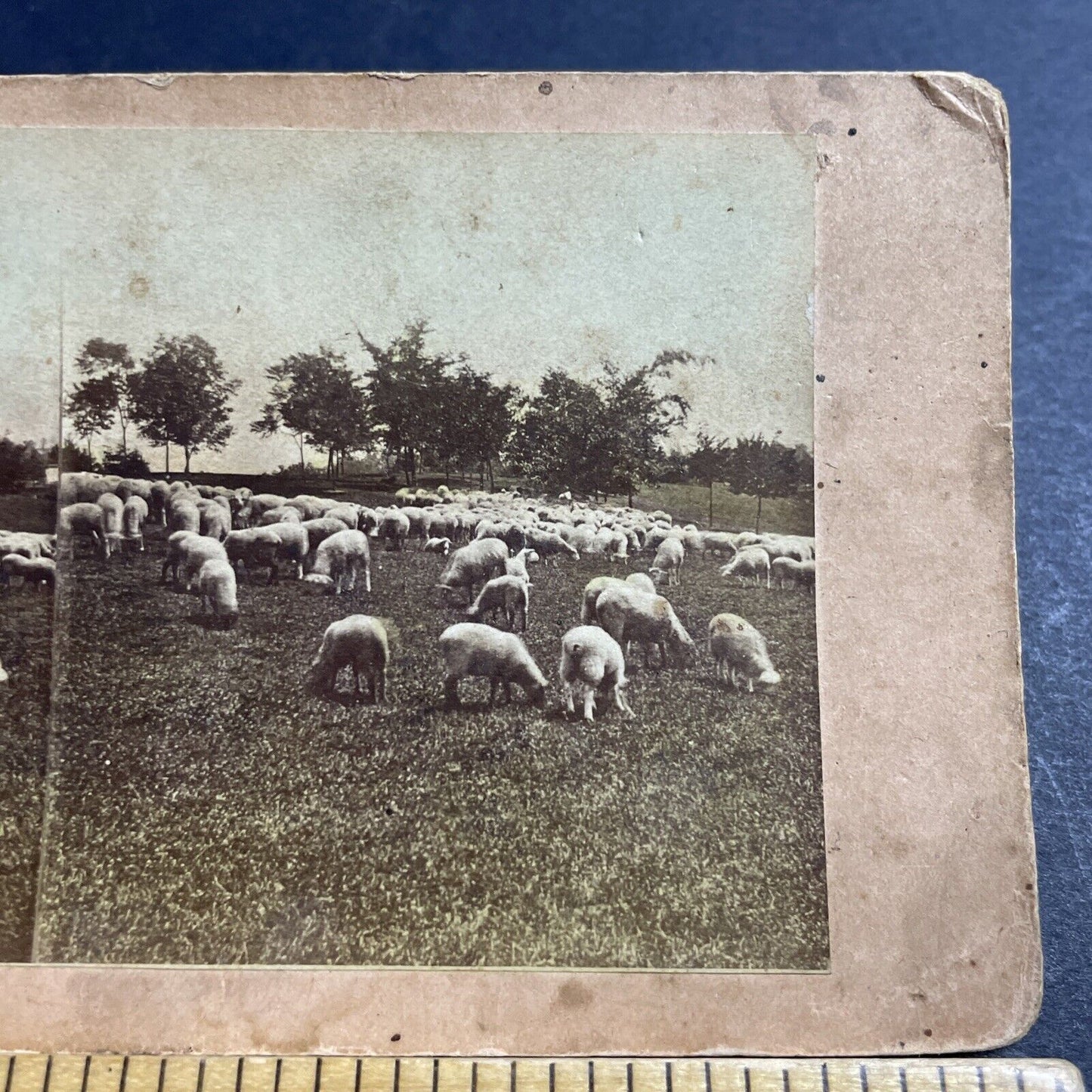 Antique 1880s Sheep At National Home Cemetery Ohio Stereoview Photo Card P5027