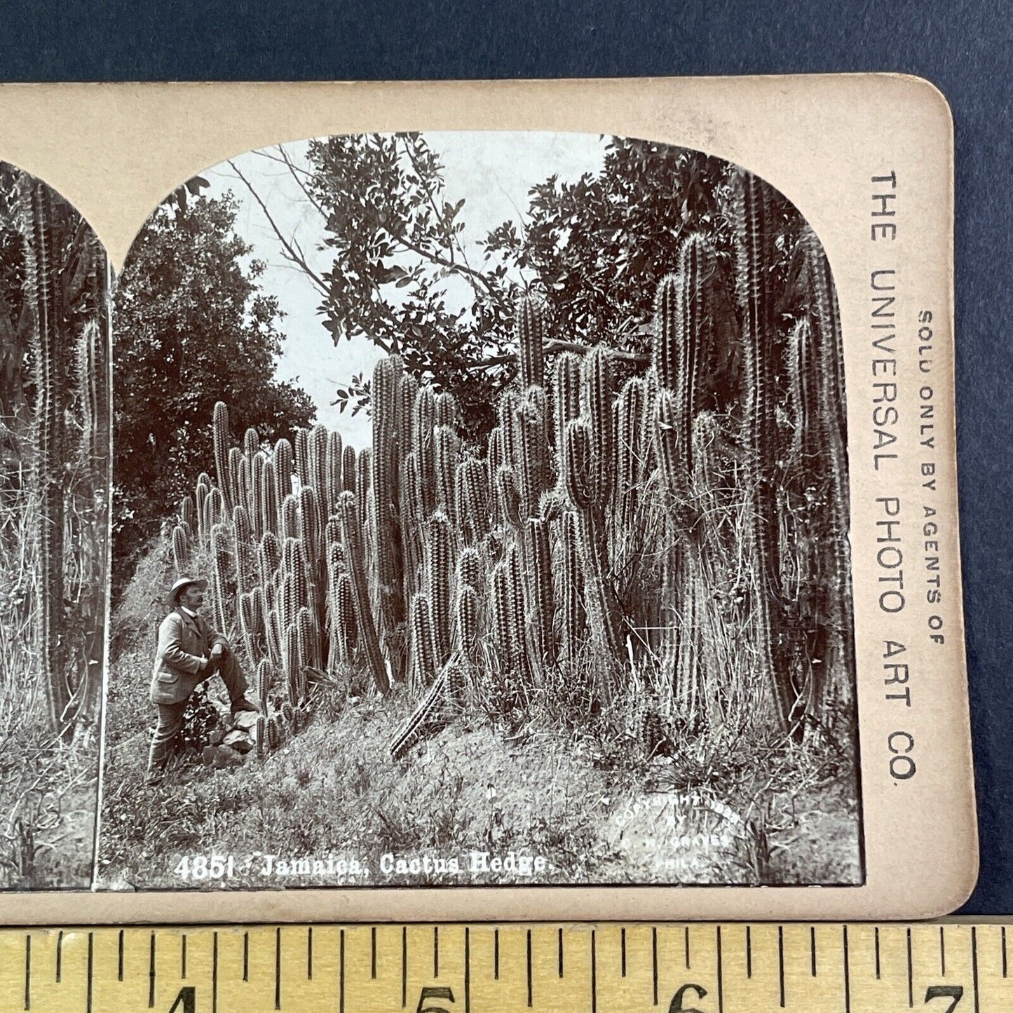 Cactus Patch In Jamaica Stereoview 16.66 Cent Backstamp Antique c1893 X2830