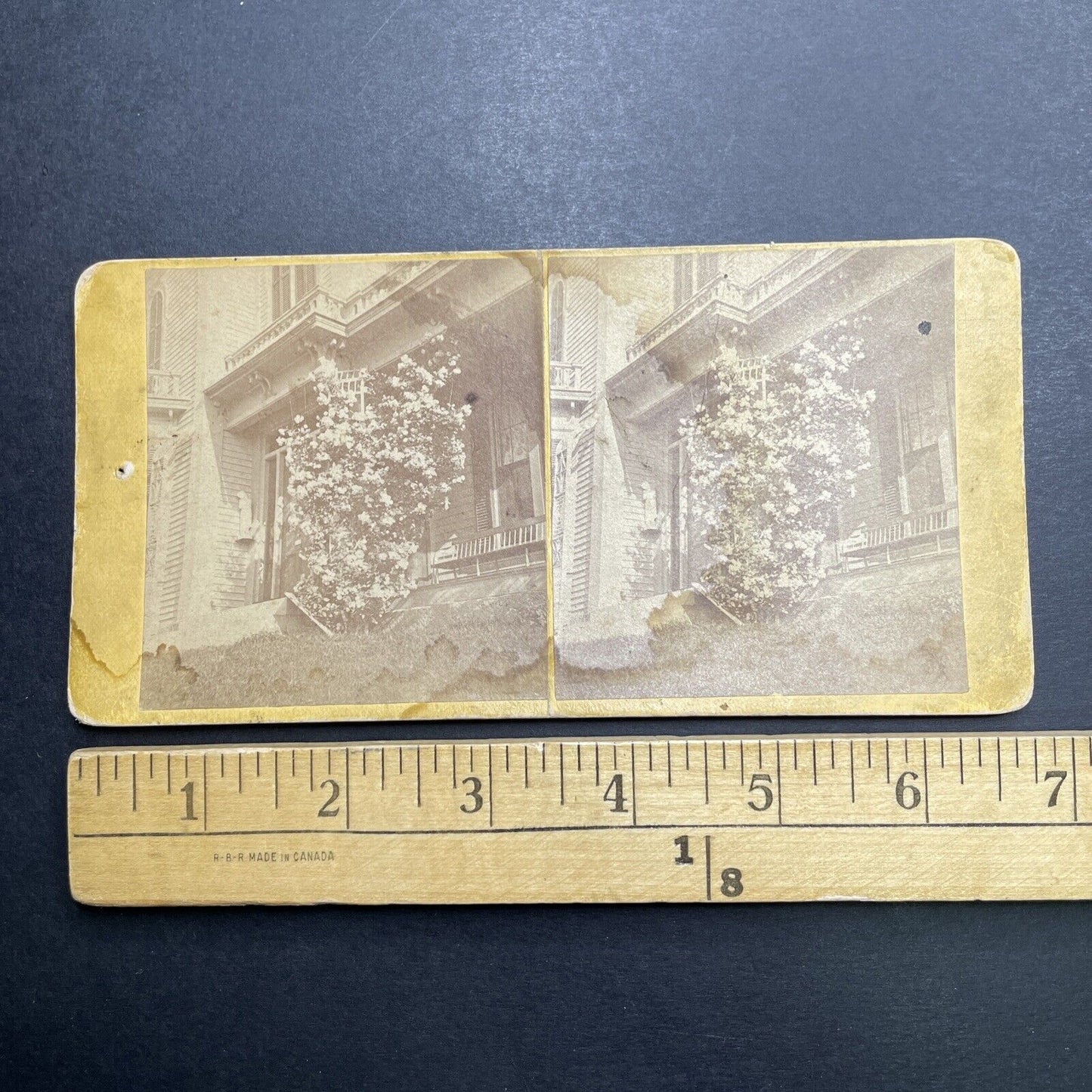 Antique 1860s Concord New Hampshire Rose Bush Stereoview Photo Card P1188